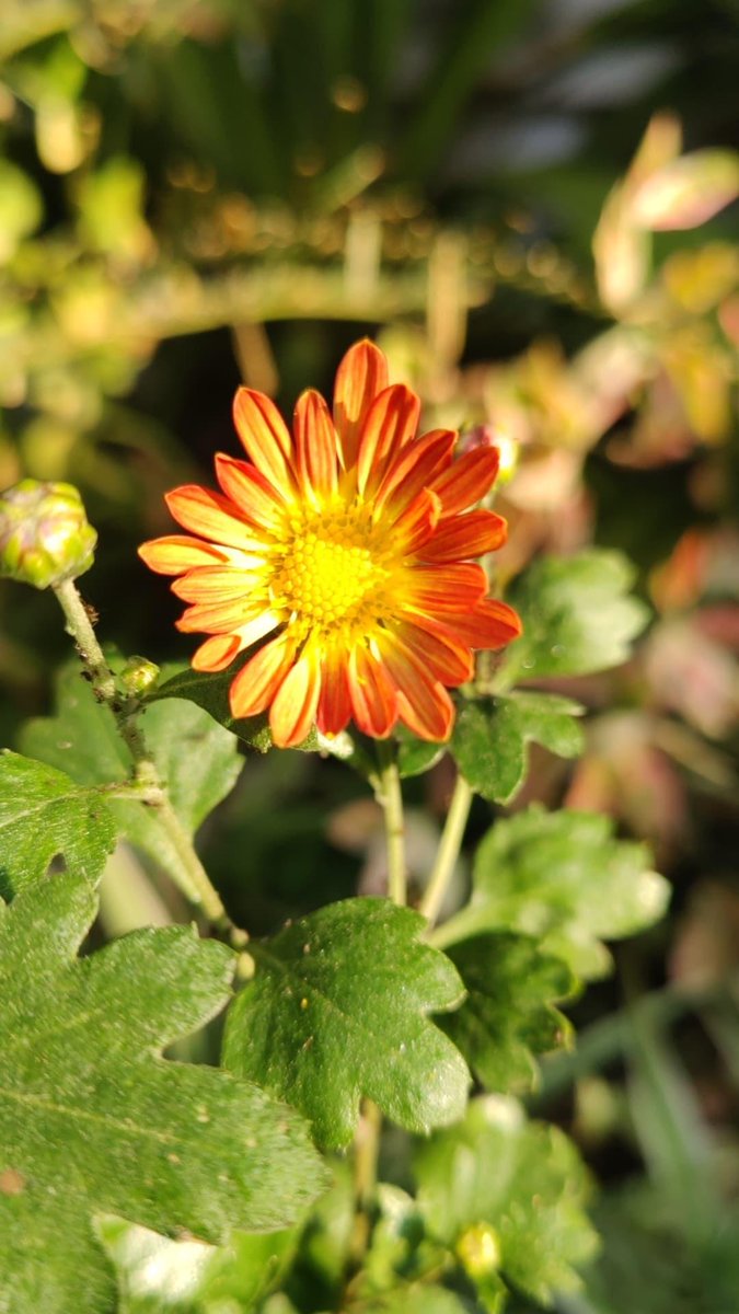 artizzzz's tweet photo. #MondayMood
#MondayMorning 
Flowers make the day better ! https://t.co/27HToyTqX8