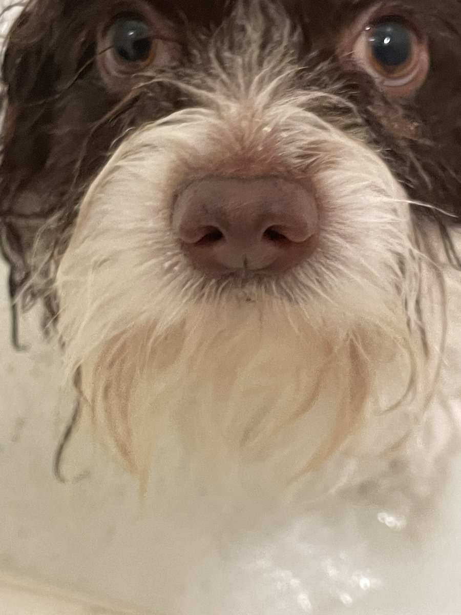ShesASafetyPin's tweet photo. @J4CKMULL Roscoe https://t.co/RAMIqqxc1N