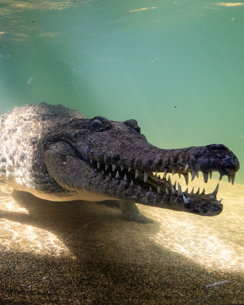 NEW Arrivals! Come meet our three new Freshwater Crocodiles this Summer. 
Discover more： bit.ly/FreshwaterCroc…