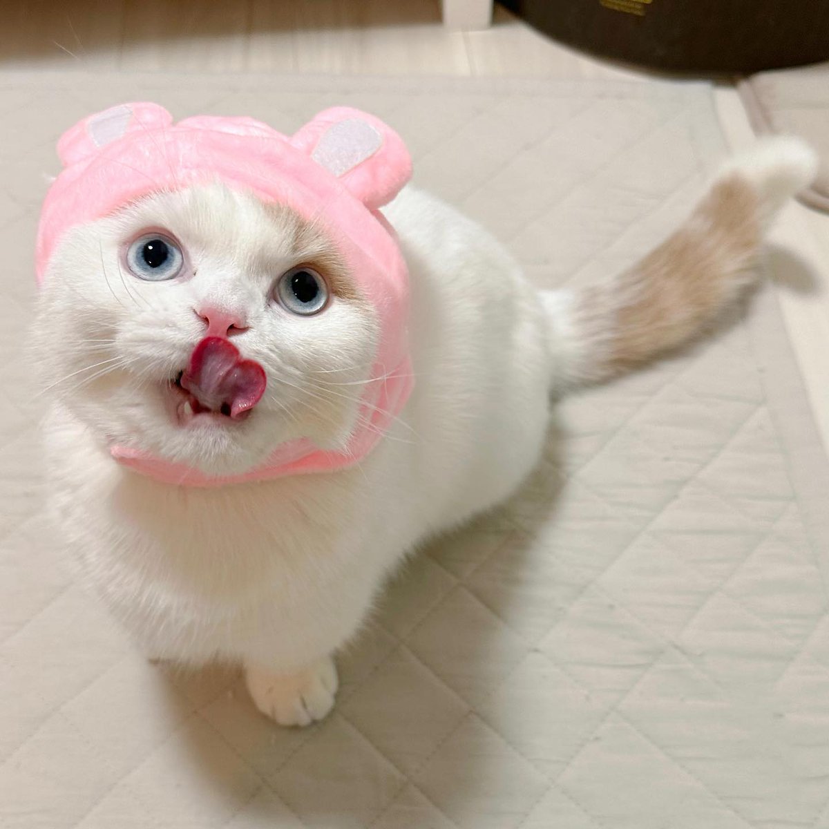 funnycatsreact1's tweet photo. cute cat❤🤣😍👄❤❤
From: IG:@scatllop
 #monday #fluff #catlover #catlife #cat https://t.co/03qza5Mkpn