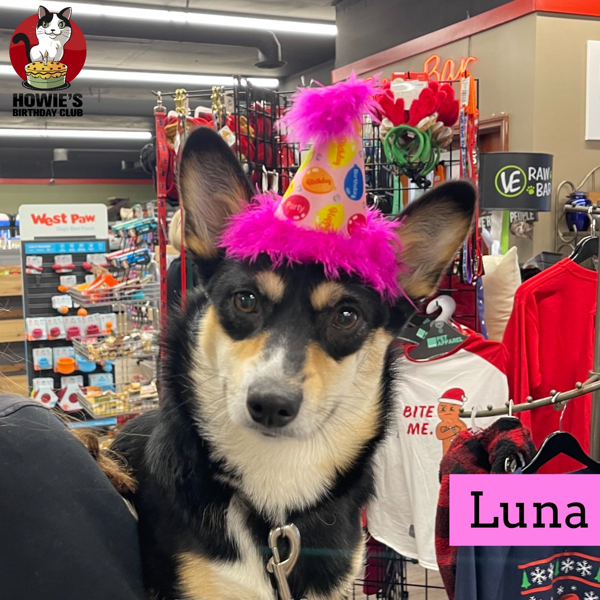 buschpetproduct's tweet photo. Happy 1st Birthday Luna!
🎂
#happybirthday #luna #birthdaygirl #gotchaday #howiesbirthdayclub #dogsinhats  #happybirthday #corgi #corgigram #welshcorgi #dog #dogs #dogsofinstagram #instadog #dogstagram #dogsofmissouri #dogsofsemo #capegirardeau #doglife #dogday #dogsarethebest https://t.co/HKpIk92NMm