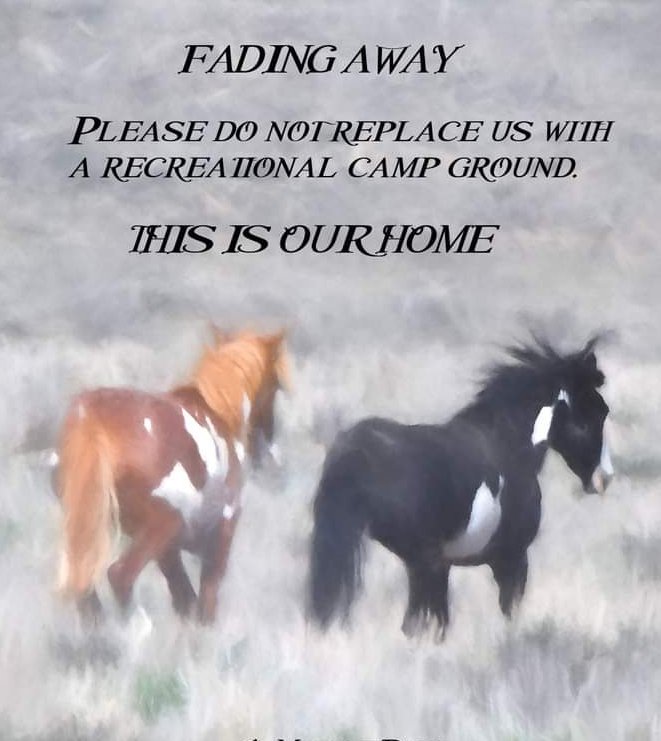 RcRegalstarfire's tweet photo. Well my friends are going to call it a night and watch a little television before I crawl into my nice cozy bed have a good night all if you have to work tomorrow have a great day.
#WildHorses
#HorseRescue
#LeaveThemAlone
#LetThemBeFree https://t.co/BXU3i6ovQm