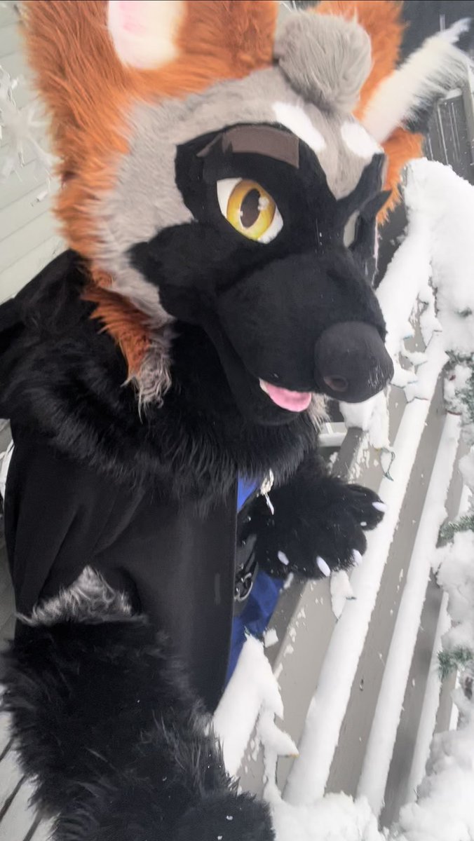 SerenaJack55's tweet photo. Snowy days? No problem! Just fur up ❤️ https://t.co/ULNod8bZ1J