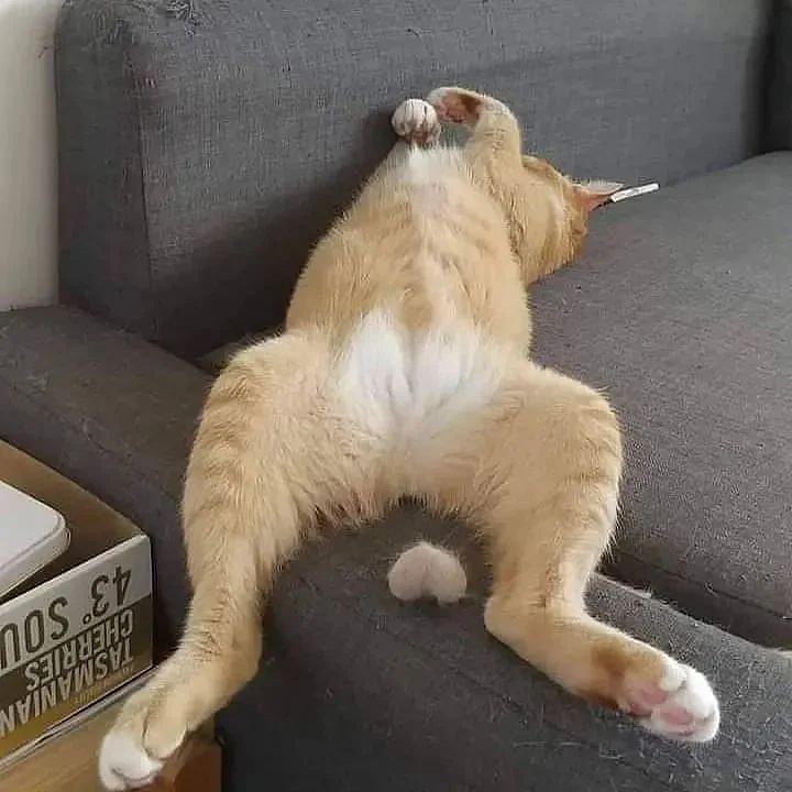 funnycatsreact1's tweet photo. What cats happened? 🤣😍❤👄🤣❤
Credit : IG @unknown
#catwang #catsofinstagram #catstagram #catlife https://t.co/O9SvfcKVB5