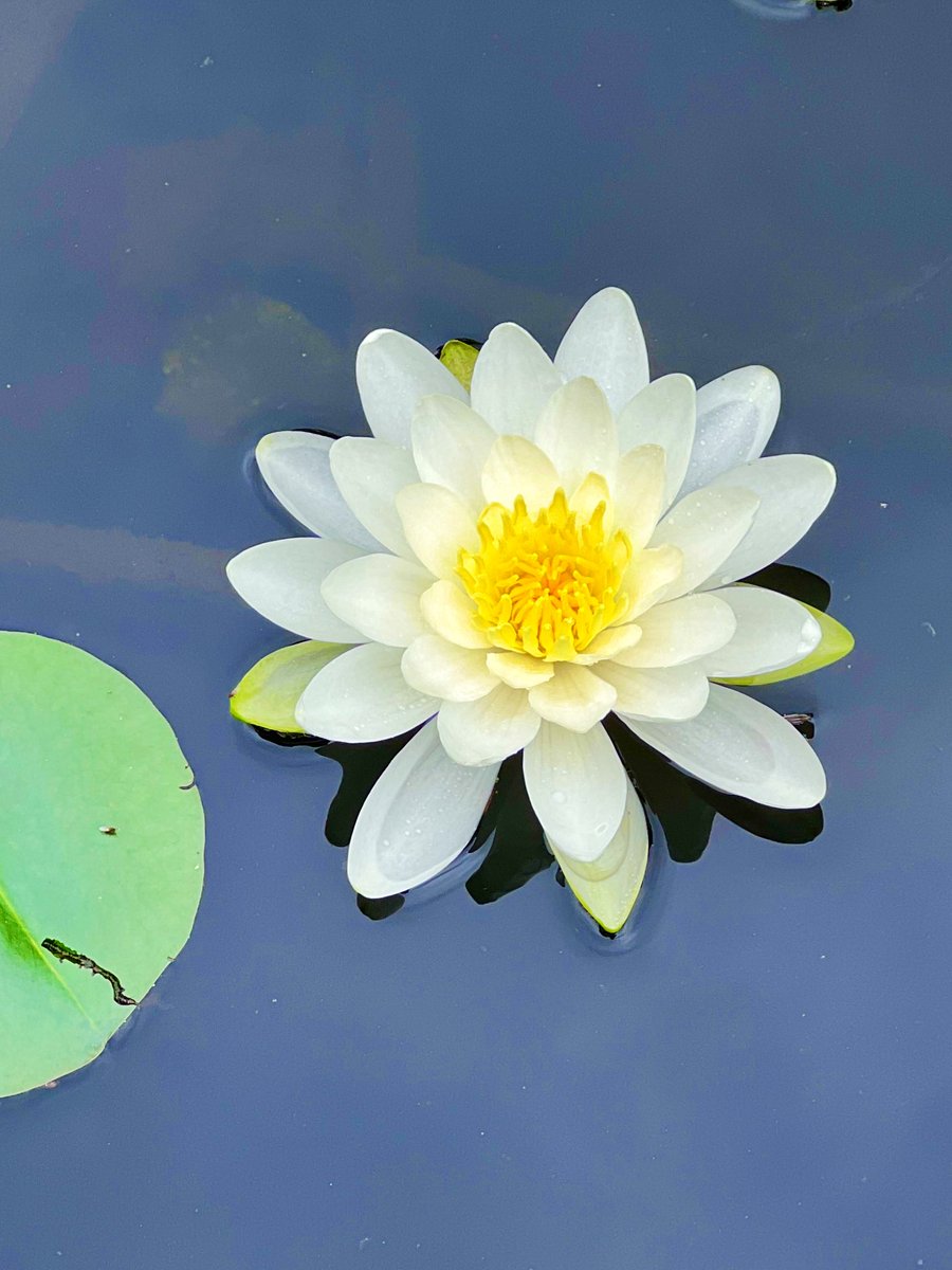 jacquie's tweet photo. Nymphaea odorata in N MN, USA https://t.co/6tyvuEAAmx