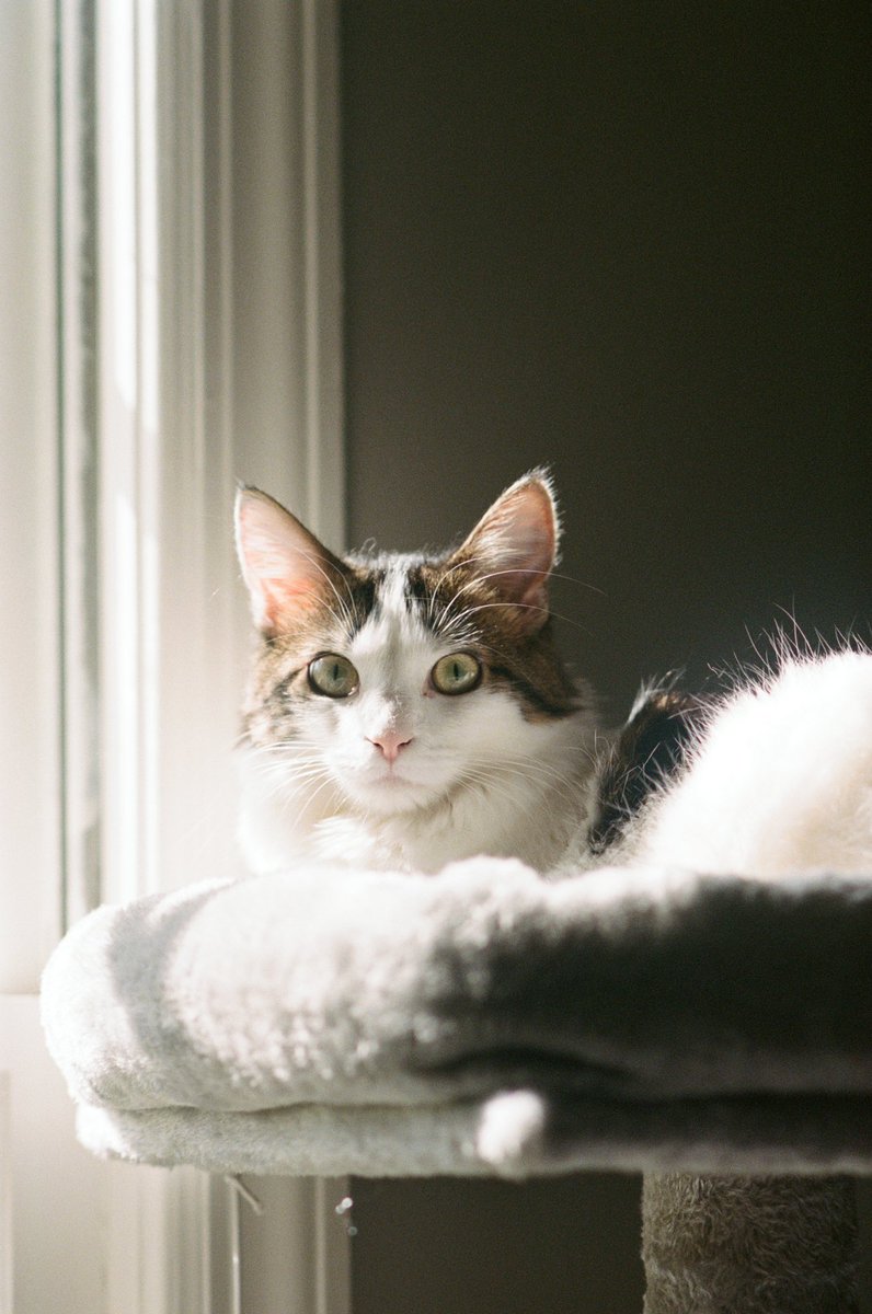 PriscaPhoto's tweet photo. Nola modeling so I could finish this roll of film https://t.co/hF959MKUXo
