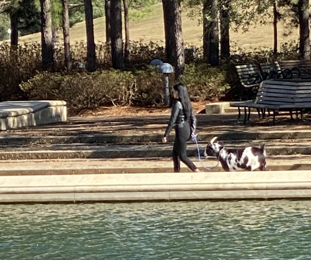 Goat on a walk today in @HermannPark! MasterClass in loose leash walking. #houston #goatonawalk #looseleashwalking