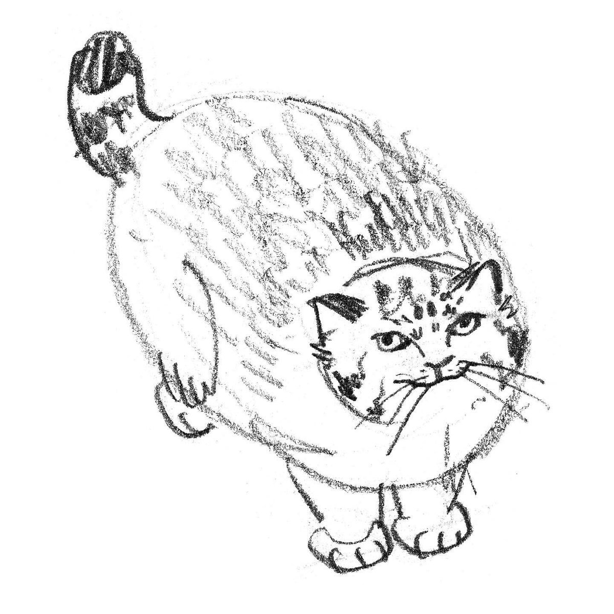 dawning_crow's tweet photo. Pallas’s cats https://t.co/yRUvcoVZtN