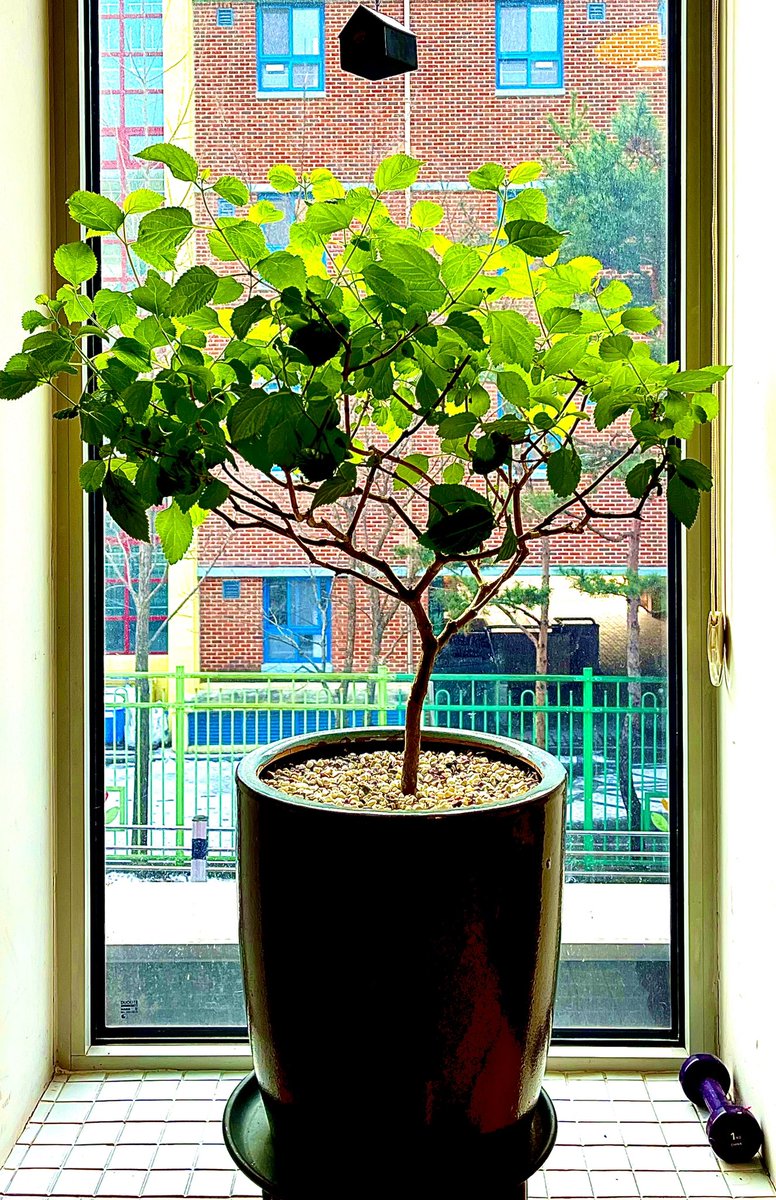 살구나무 아랫집 tweet media