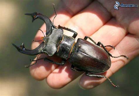 theviotmartial's tweet photo. Vidéo présentant le #lucane cerf-volant, #insecte fascinant considéré comme le #coléoptère le plus gros d'Europe : https://t.co/B47ufcqp3c https://t.co/F4bljzS2a4