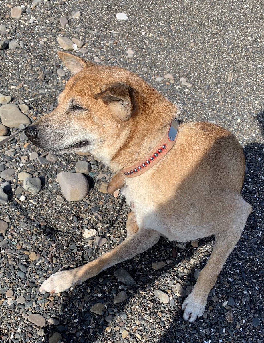 今日の犬散歩は海。 風もなく暖かかった。 画像は気持ち良さそうに後ろ足でバリバリ掻いているリキ。 ＃犬 ＃犬好き ＃犬写真