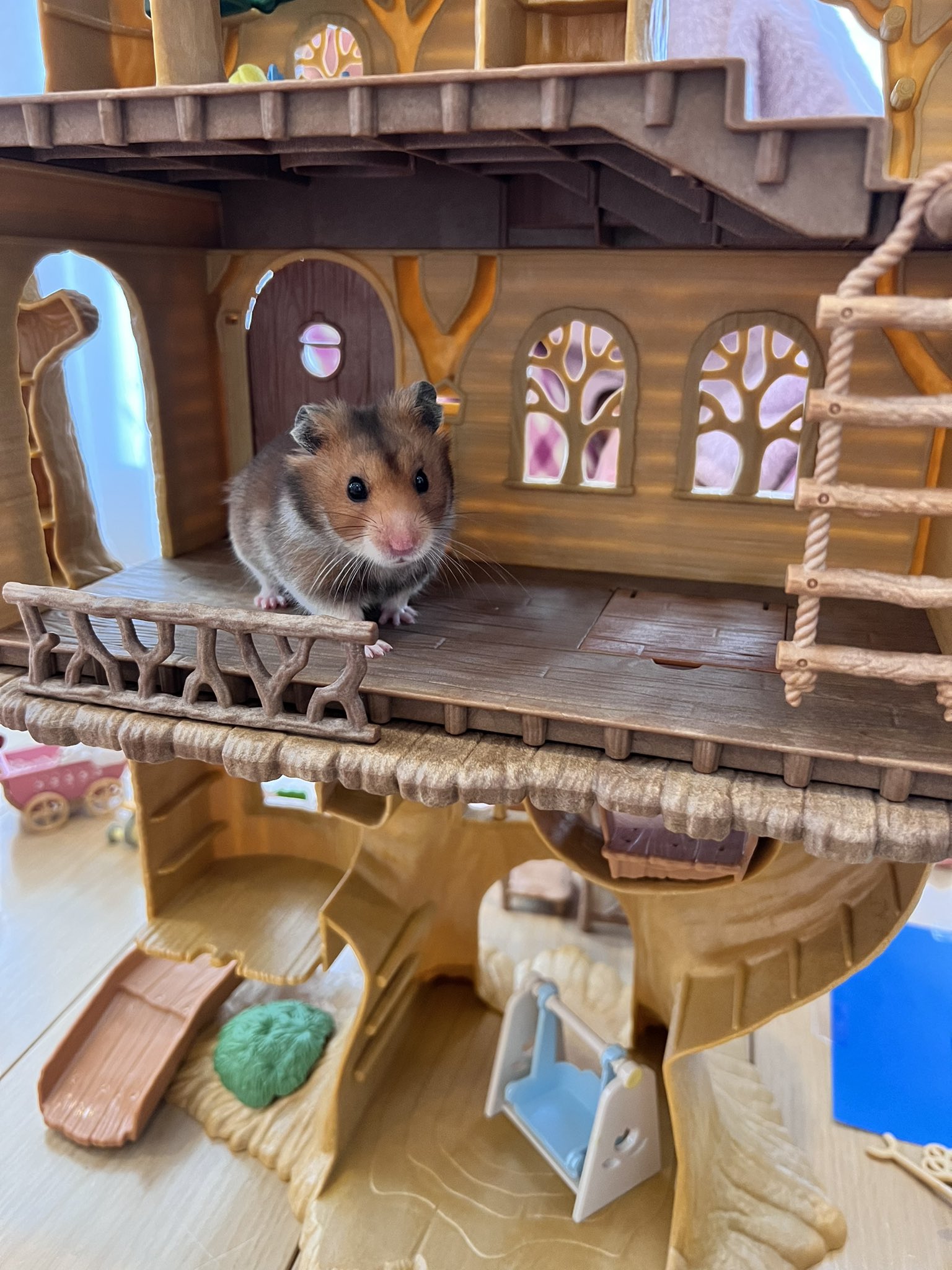 woodログハウス風のハムスターハウス woodログハウス風のハムスターハウス Amazon | Bivoyud