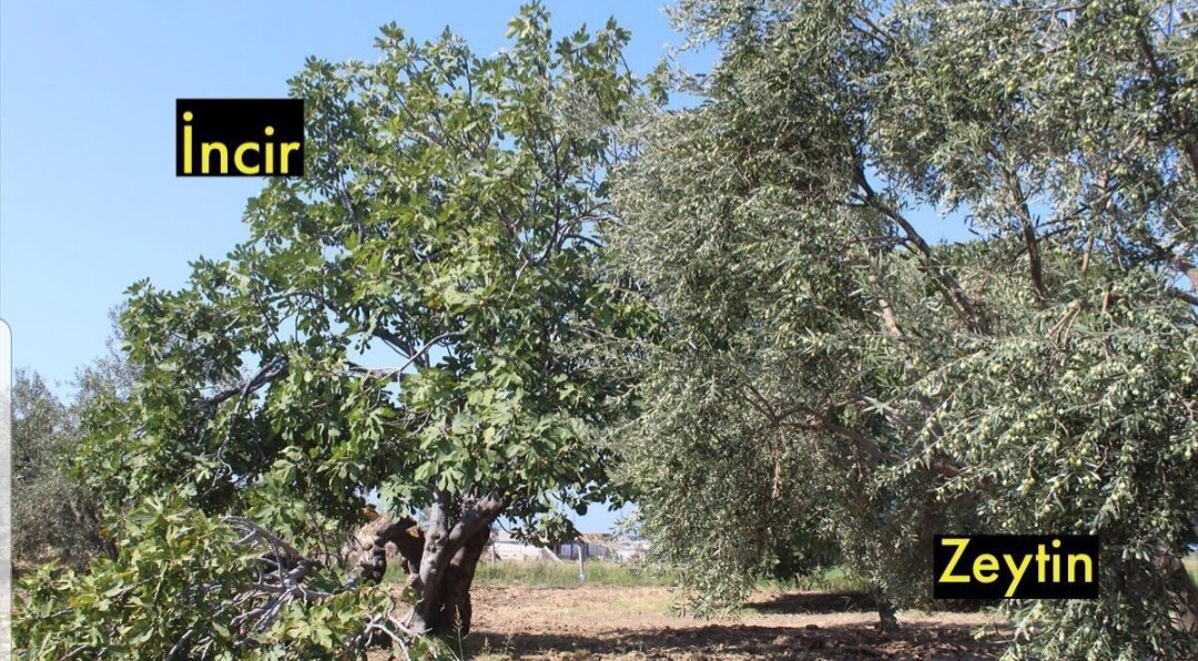 ridvansoylemez's tweet photo. Zeytin ve İncir ağacı aynı dönemde meyve verir. Zeytin ile İnciri yan yana dikin. Zeytin’e zararlı olup verimi düşüren zeytin sineklerini incir ağaçları kendine çeker. İncir balı yiyen sinekler zehirlenip ölür.

Zeytin ve incirin olduğu yerde bereket, bolluk ve güven vardır. https://t.co/OKrKCouoEe