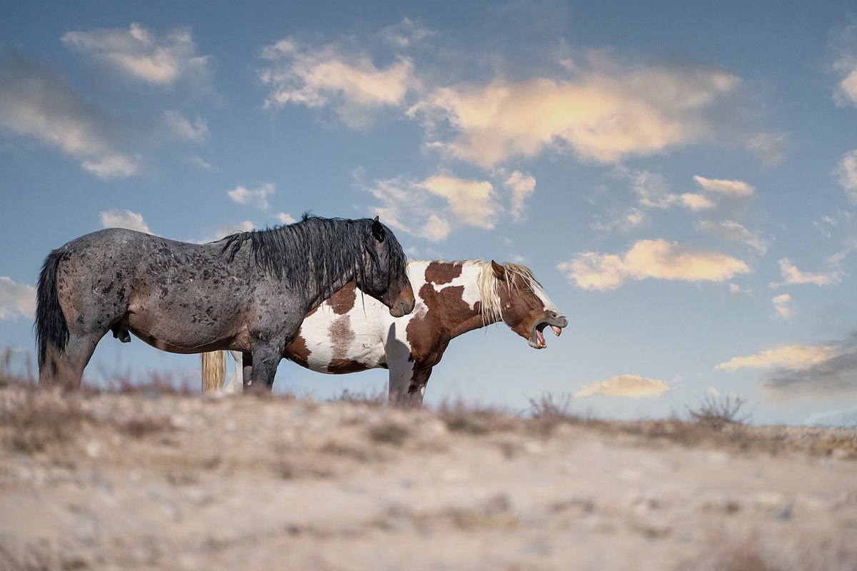 FonDenton_Art's tweet photo. Is it Monday already? Still trying to wake up. #MustangMonday
Give Art Not Candy: https://t.co/yT75SJhxB7
#WildHorses #Horse #Horses #Wildlife #Mustangs #GiveArtNotCandy #AYearForArt #ArtMatters #BuyIntoArt #HorseLovers #Equine #NotReadyForMonday #Photography #PhotographyIsArt https://t.co/KaWjxsZ01S