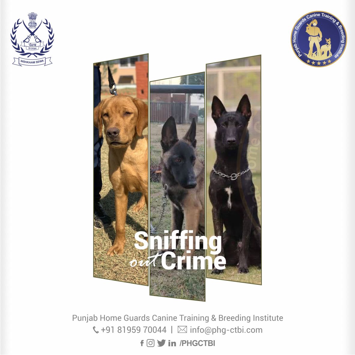Sniffing out Crime....when they are working on the task given to them. Training of explosives, tracking, narcotics, assault and guarding imparted to canines, including Labrador, German Shepherd, Belgian Malinois.
#k9 #k9dogs #k9punjab #caninetraining #doghandlers #snifferdogs