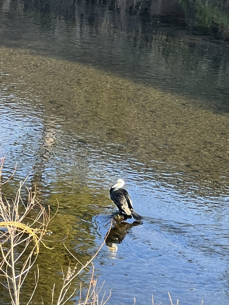長男を空港に送って
最寄駅でバスに乗らず歩いて
鳥を発見🦆

朝から歩くの好きだなぁ