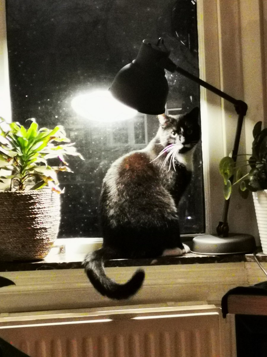 GrootRocket2's tweet photo. Yes, I am proud of myself and so is Groot. Why do you ask, Female Human Staff?! Well, if you don't want us to eat ALL the treats, you should not leave them in a closed airtight box for us to demolish... #ProudEars #CatsOfTwitter #BreakfastAndTreats #timeToNap https://t.co/0nac5kWsSQ