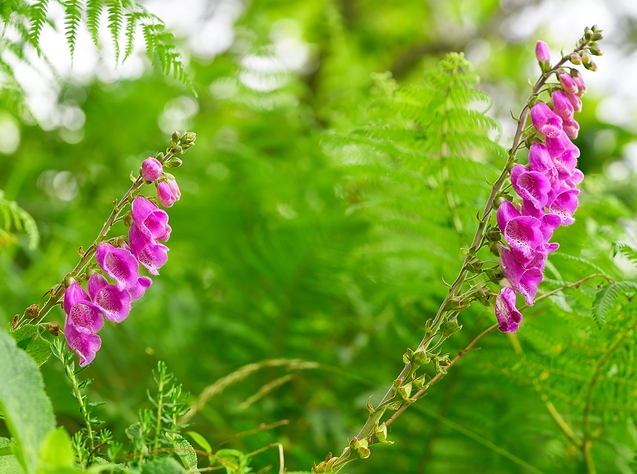 HomeopathyPlus's tweet photo. Remedy: Digitalis Purpurea (Dig.).
In homeopathy, Digitalis purpurea is used for a slow pulse- especially if an enlarged prostate, urinary problems or hepatitis are present. What else?
https://t.co/RMZDzFNaKV
#digitalis #slowpulse #prostate https://t.co/QIDm7owodk