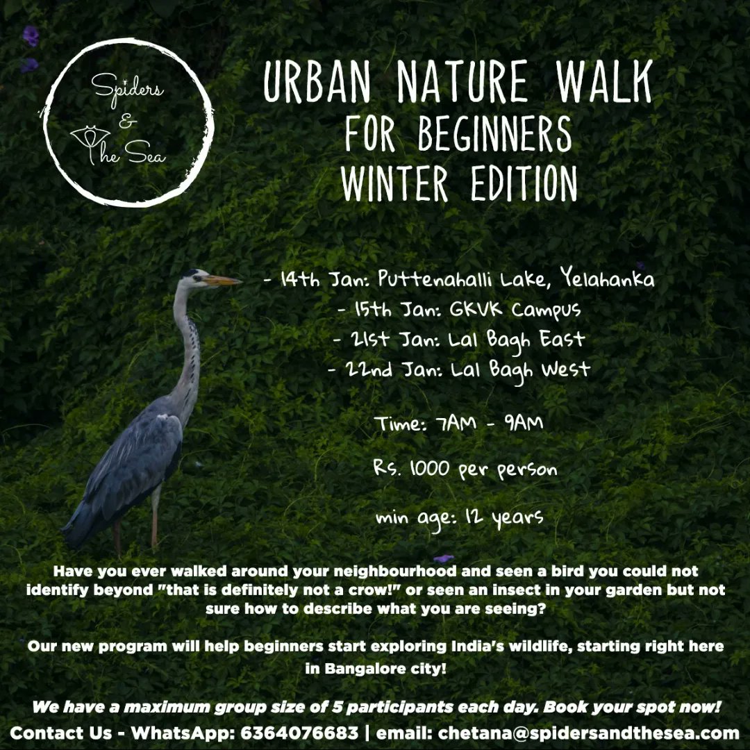 SpidersATSea's tweet photo. Excited to start the new year with our Urban Nature Walks in Bangalore city! This time around when we go walking, there will still be a wintery chill in the air, a lot more birds- we hope to find winter migrants. As always, insects and spiders! 
Contact- https://t.co/pO0JJRmhUe https://t.co/80SKVSOLNF