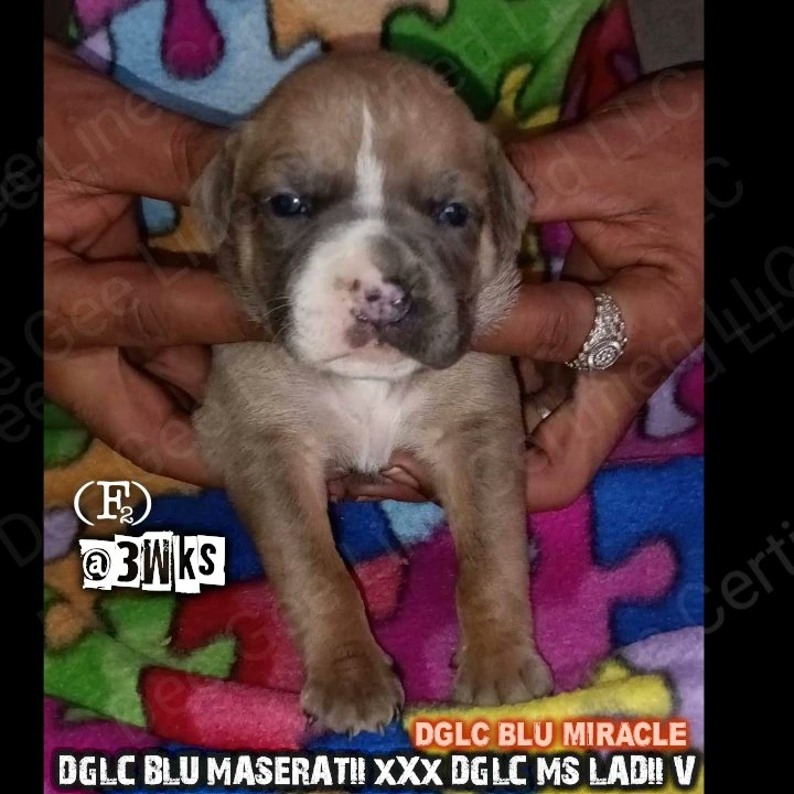 DeeGeeLineBred's tweet photo. **DGLC BLU MASERATII xXx DGLC MS LADII V**
Repeat Breeding Pups @3Wks Old..
Just Showing Updated Progression..
Located In Kansas City,, Missouri..
Nothing Available.. ..
╭──༺♡༻──╮
꧁🖤#DGLC🖤꧂
╰──༺♡༻──╯
#DGLC
#MWBC
#KCMO
#UKC
#ABKC
#Bully
#ABR
#Bullies
#USBR
#Pup https://t.co/KxoJWKDlnB