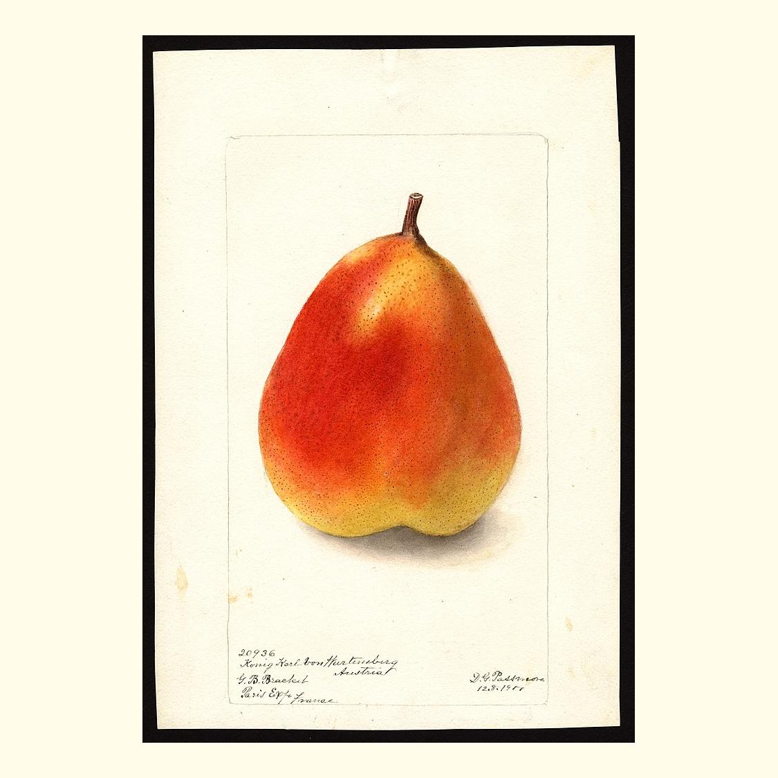 pomological's tweet photo. konig karl von wurttemberg pears, painted by deborah griscom passmore, 1900 https://t.co/bXKUHnr6sT