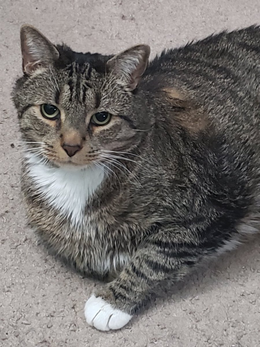 ctrlaltstartx's tweet image. Sorry I havent been around. We had to say goodbye to our furball after he was suddenly diagnosed with aggressive cancer. Every day is a little easier, but we are heartbroken. Rest easy, Cheeto... we love you buddy.