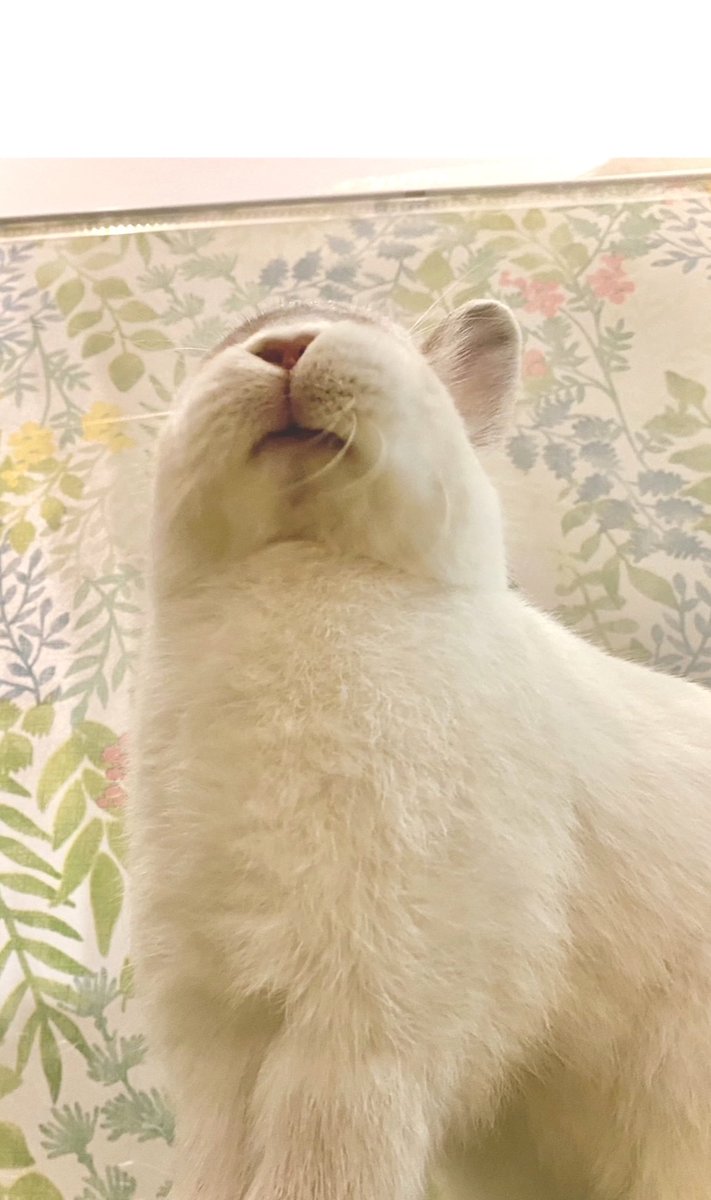 下から饅頭を眺める幸せ✨