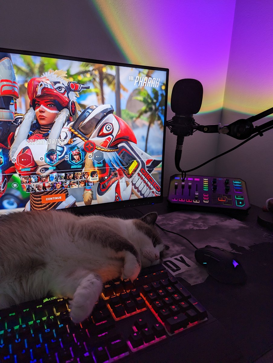 MatchhBox's tweet image. Who needs a pocket healer when you have a keyboard cat that gets you killed by headbutting buttons all day 😭😍