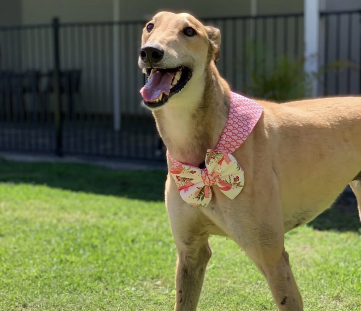 OzDogLover's tweet photo. 🐶🛋️🏡 Do you have a large Greyhound-shaped hole on your couch & in your heart?
The #Greyhound #AdoptionDay at the Wyee Adoption Centre #NSW on January 21 will have 30 amazing #Greyhounds looking for their forever homes.
https://t.co/EW4tXFj1U1
#AdoptDontShop #ThinkAdoptionFirst https://t.co/4zujp6T4Ek