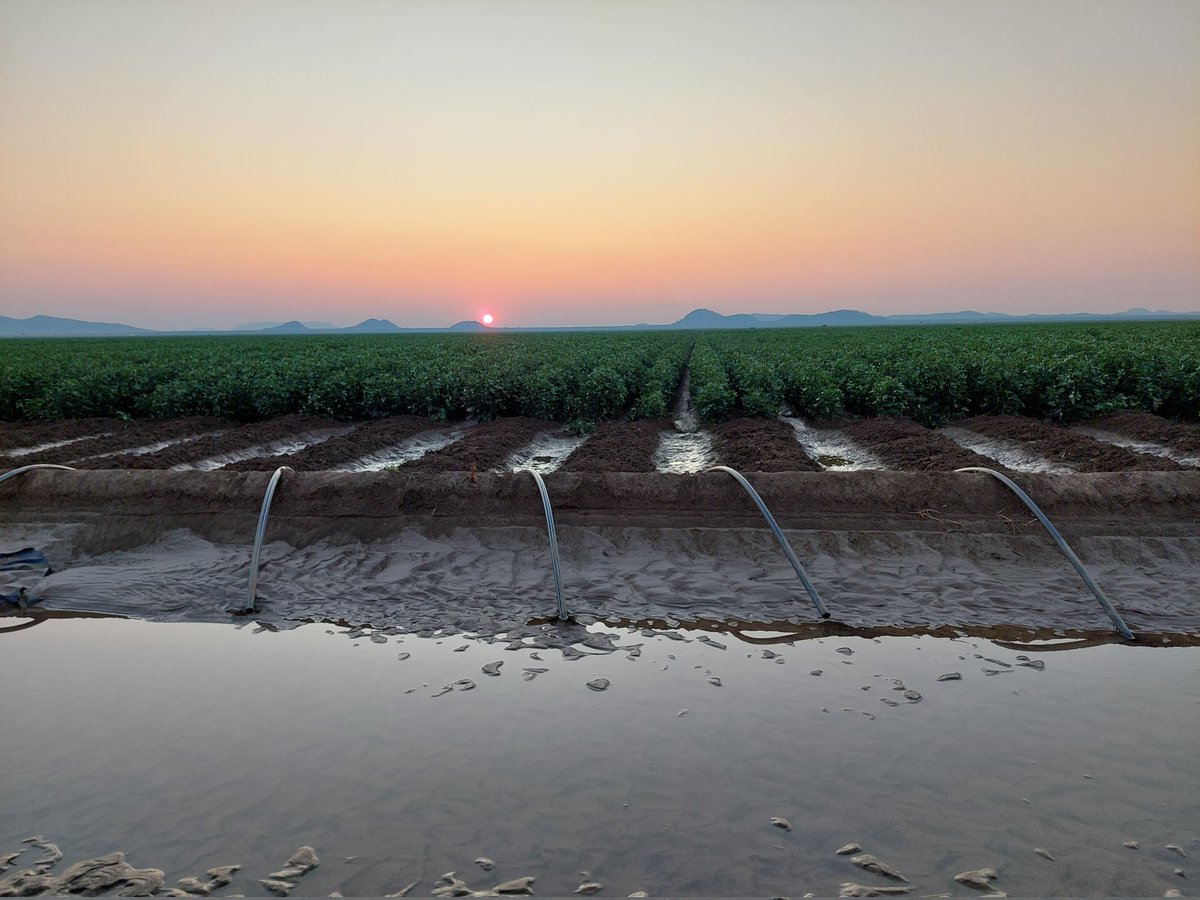 King Yin tweet media