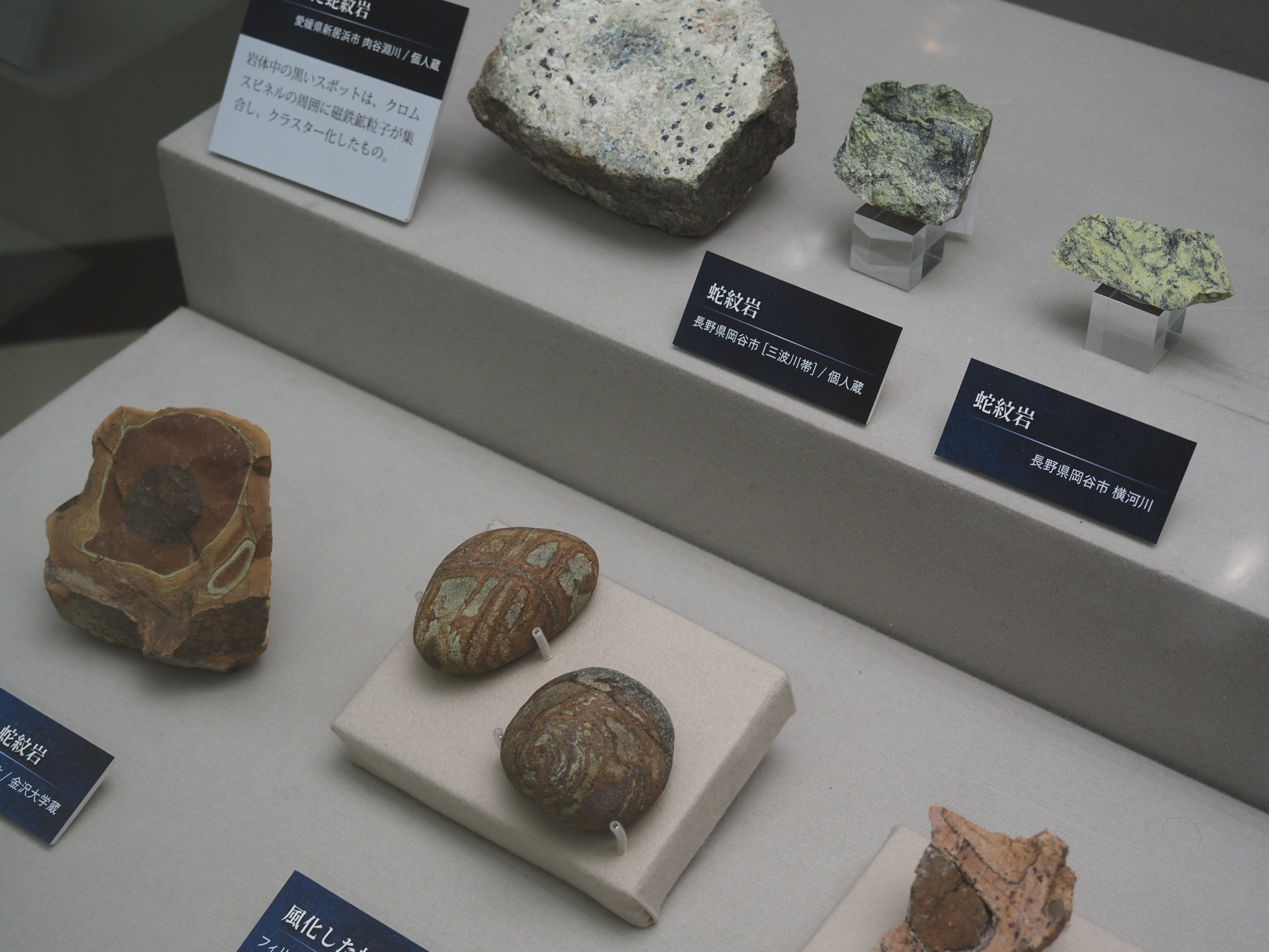 埼玉県立自然の博物館 on X: 埼玉県立自然の博物館 on X: