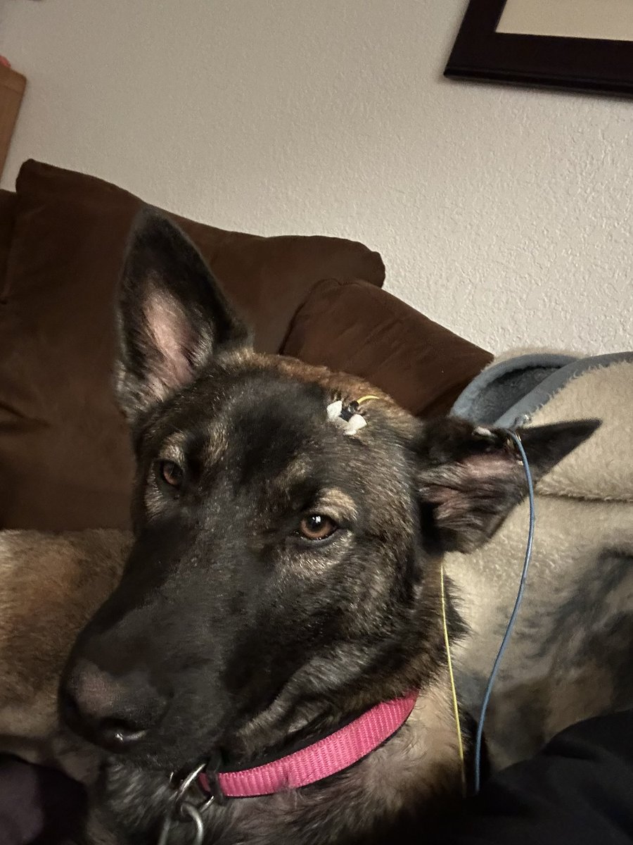 CraigDeServidor's tweet image. Dad, just what in the name of heaven are you up to? #TheAriaSeries #BelgianMalinois #SynchronizationThroughChaos