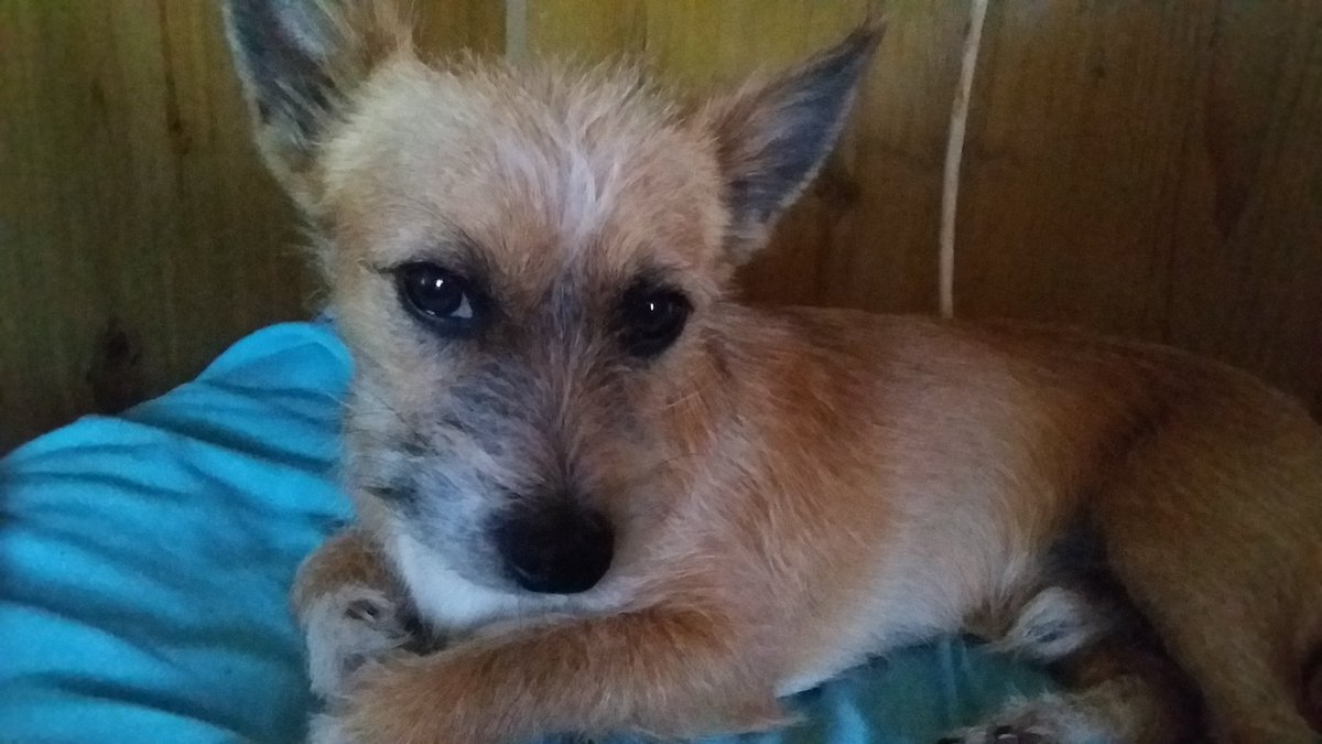 MovementFull's tweet image. Been awhile Twitter mates 
How's life?
My new mate Cooley