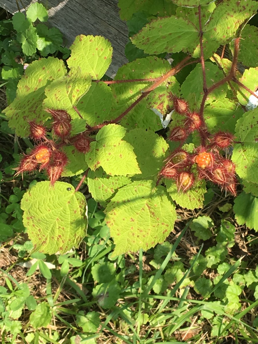 Squidjeelizards's tweet photo. #nature #wineberries #wineberry #japanesewineberry #raspberry #wildraspberry #berries #rubus https://t.co/4aMyesezmG