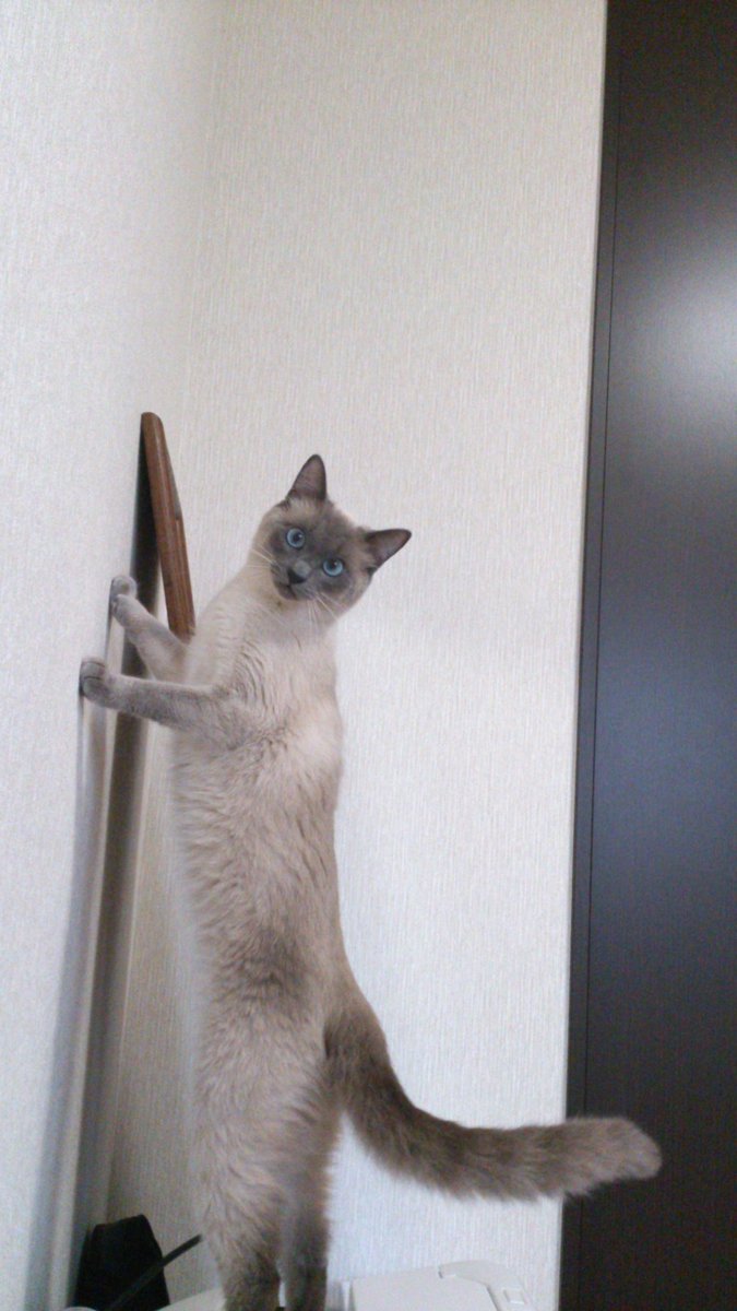 遅めのvgm☺
そしてベリーロングキャット🐾

<a href="/vgm_potato/">VGMpotato🍟VeryGoodMorning【official】v1.3.3</a> #ベリロン
