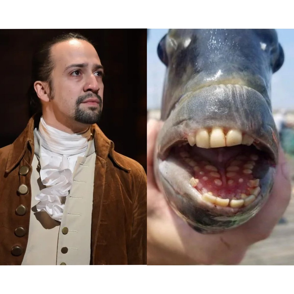 ElauraClements's tweet photo. Lin-Manuel Miranda looks like the fish with teeth. https://t.co/bMfEQoXPX9