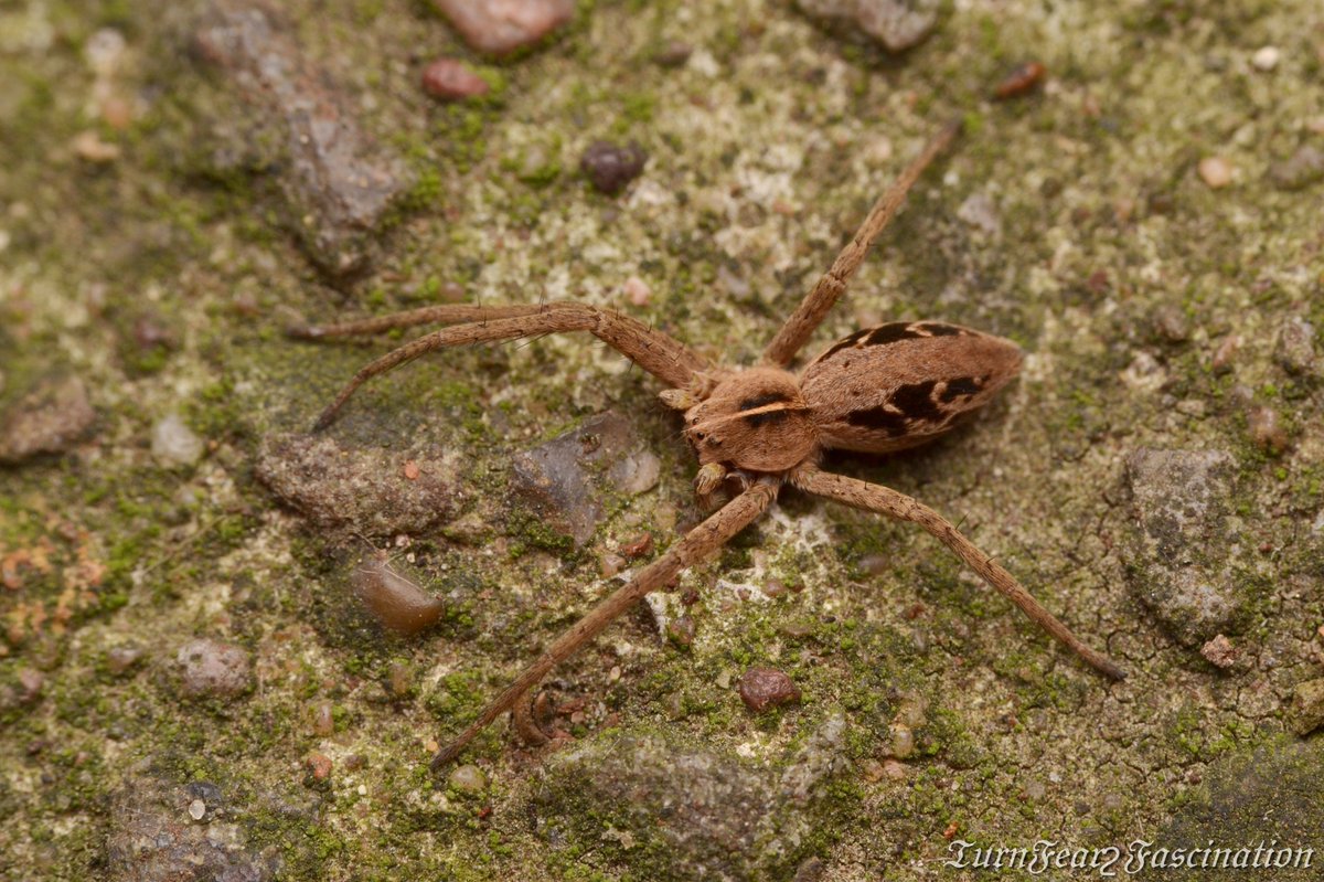 RT @Tone_Killick: If a spider has the misfortune to lose a leg, be it from an overindulgent mating attempt, predator or a moulting malfunction, they have the remarkable ability to regenerate the missing appendage. #TurnFear2Fascination #LoveSpiders