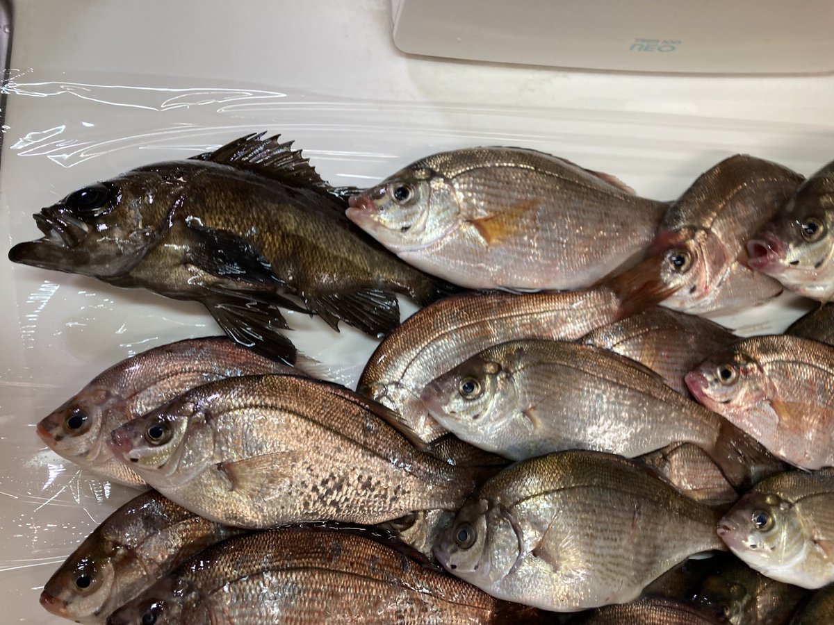 釣果(ウミタナゴ狙い)
ウミタナゴ58 アジ6 メバル1
ウミタナゴ全体的に良型で美味そう🤩
#延釣会  #延竿サビキ  #横浜アジ
  #ウミタナゴ