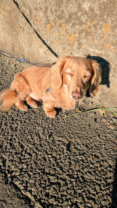 わたしもねむーい 