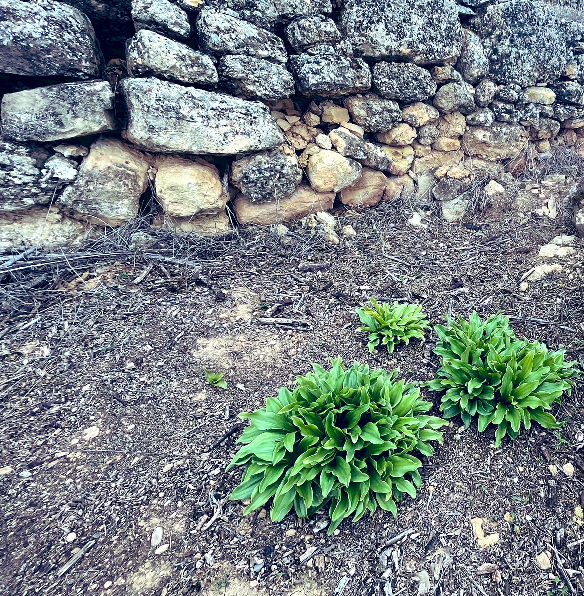 PardoMestre's tweet photo. #BonDia #Lleida
“Me ha dado la risa y me ha dado el llanto
Así yo distingo dicha d quebranto
Los dos materiales q forman mi canto
Y el canto d ustedes q es mi mismo canto” (Gracias a la vida)
Violeta del Carmen Parra Sandoval 🔸🔸🔸 #vida #rebrots #totapedrafaparet 🔸🔸🔸 https://t.co/INb5lYzxon