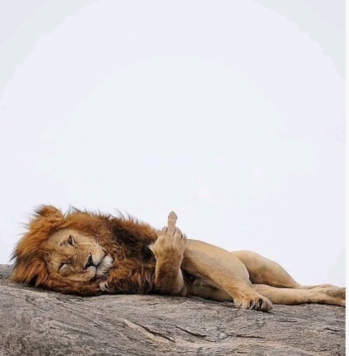 Wayne Blair tweet media