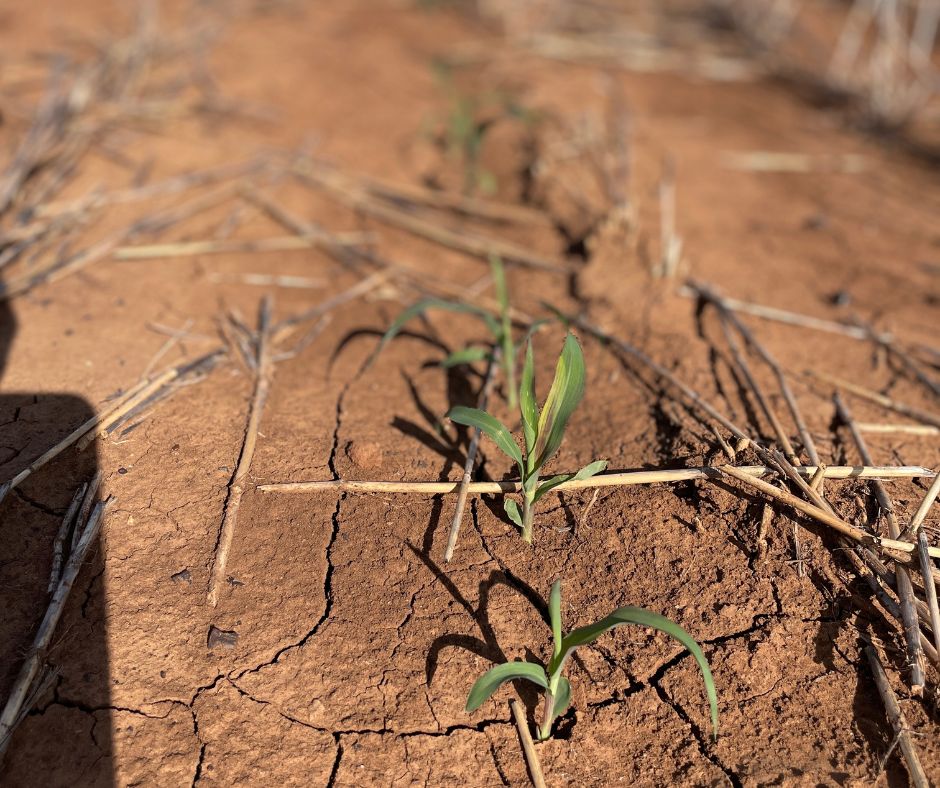 pioneerseedsau's tweet photo. Planted on single skip row configuration, Pioneer® grain sorghum hybrid A14 is emerging well on George Clark's property at Talwood QLD. A14 has been a consistent performer for George the last couple of seasons https://t.co/77CcbdJm4Z