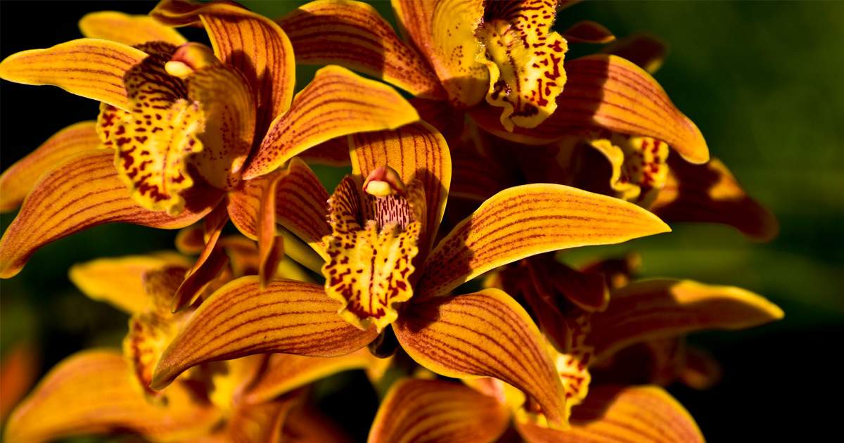schleys_blumen's tweet photo. Kennen Sie schon die #Orchidee? In unserem Gartencenter bei Schley´s können Sie aus einer großen Vielfalt auswählen. Lassen Sie sich inspirieren: https://t.co/i7bacjvHqq  

#blumen #flowerpower #blumenladen #indoorpflanzen https://t.co/8jXBnUeo7V