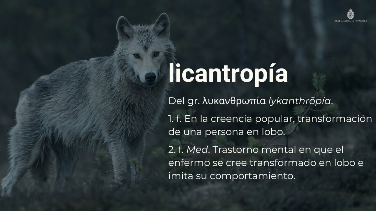 RAEinforma's tweet photo. #PalabraDelDía | licantropía

Con este significado, además de «licántropo» (familia de esta palabra), el «DLE» recoge «hombre lobo» y «lobisón», este último procedente del portugués «lobisomem», del latín «lupus homo». https://t.co/czr3Aq7W03