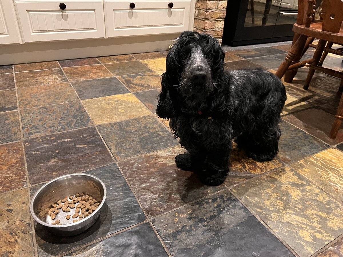 MiPS1608's tweet image. Good morning glorious #earlyshift Tweeps. I’m off to do some client work in London today so this boy is confused why breakfast is early. I think my spaniel is broken - he never wolfs his food down!