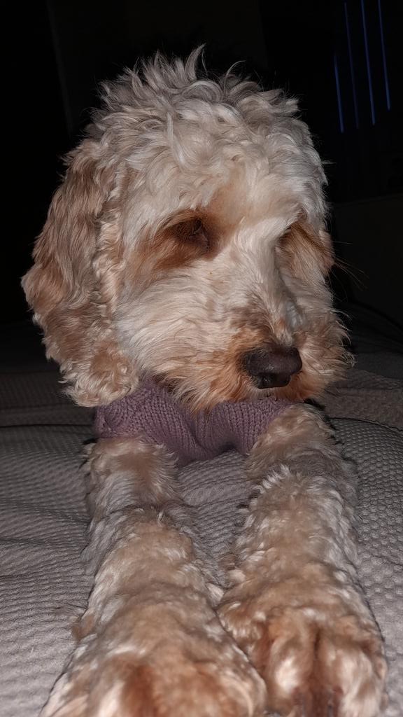 Angle14200's tweet photo. @BasicallyBlxbrg Pls can i 
She doggo https://t.co/dx2BXQlldH