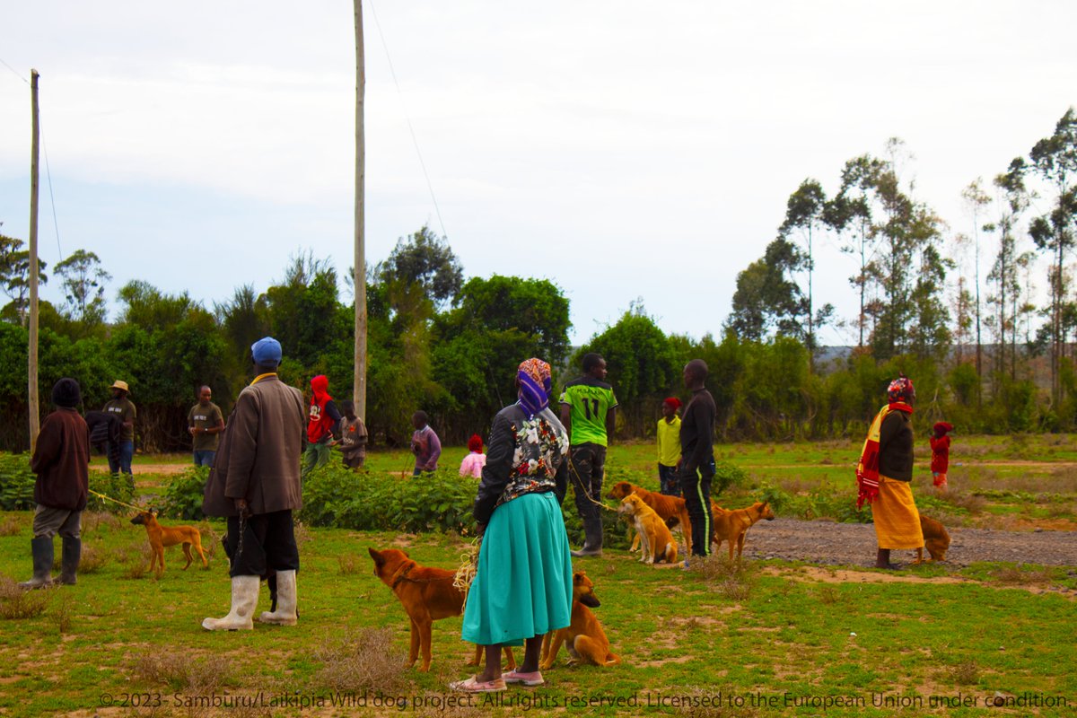 MpalaWildDogs's tweet photo. Laikipia Rabies Vaccination Campaign 2022 reached out to residents of Laikipia North, East and West and provided #free rabies vaccinations 13018 dogs and cats.
#LRVC2022 #EndRabies #Zeroby30
@SpeciesSavers @europeaid @LaikipiaCountyG @RabiesAlliance @EndRabiesNow @mpala_rc https://t.co/5HmnKaNWxr