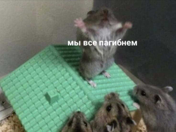 Nian_murrr's tweet photo. Мои четыре извилины последнюю пару дней https://t.co/yjD5KjCIuX