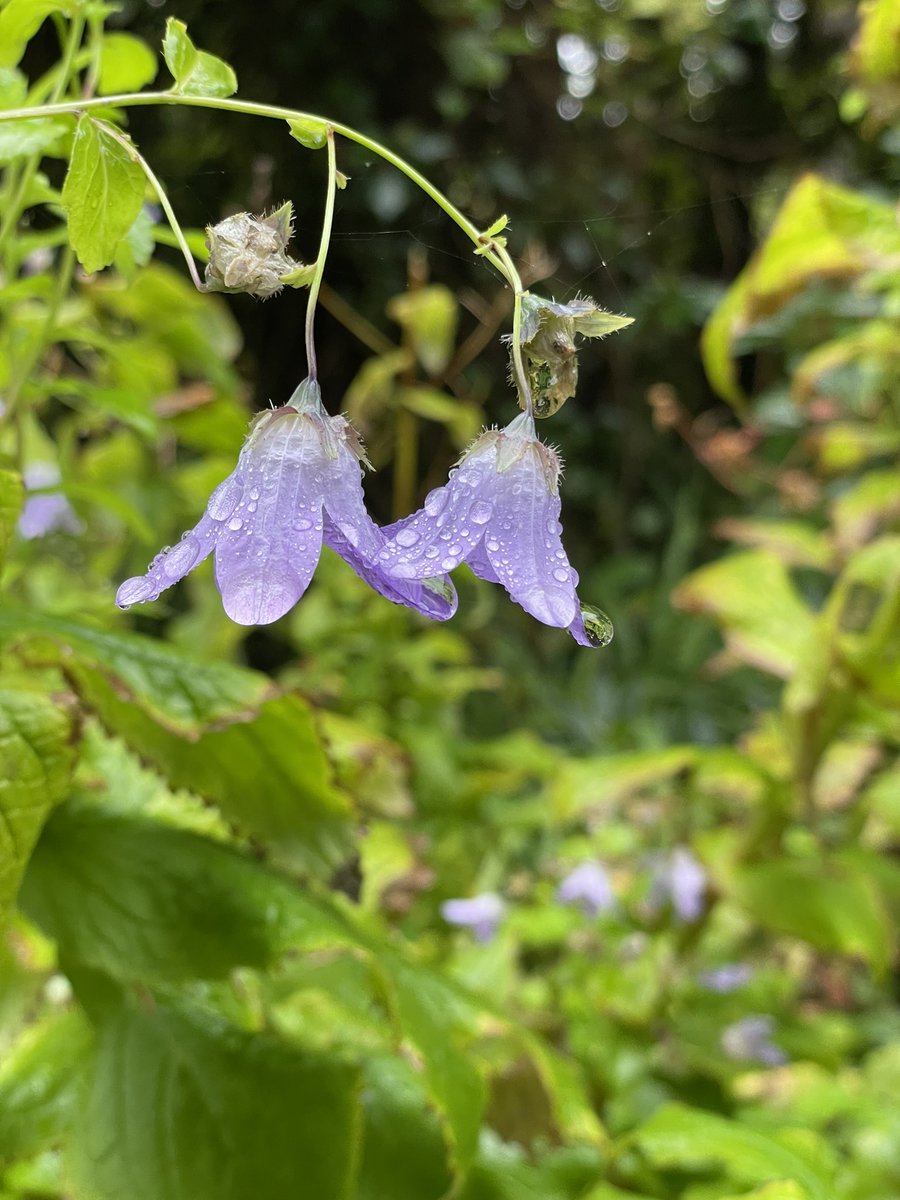 @MrWhoCapture Just a few from the beautiful gardens of <a href="/CashelHotel/">Cashel House Hotel</a>