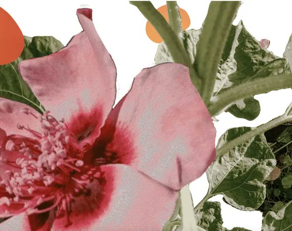 In our next Lunchtime Talk this Friday, <a href="/HarrietHW/">Harriet HW</a> will be talking about how small acts of tending to the internet can connect us to the world 🌎 free tickets now available! #gardening 
watershed.co.uk/studio/events/…